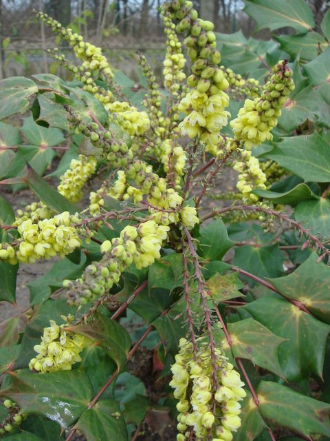 Mahonia japonica fleur
